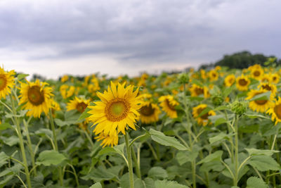 Close-up of yellow flowering plant on field