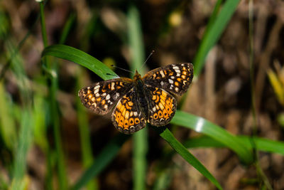 Close-up of butterfly pollinating on flower