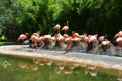 Flock of birds in the lake