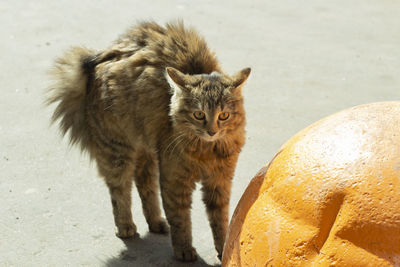 Portrait of cat standing on road