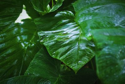 Close-up of green leaves