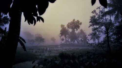 Silhouette trees on field against sky during sunset