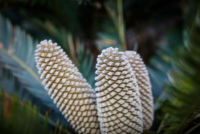 Close-up of pinaceae