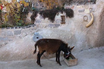 Horse standing against wall