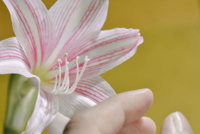 Close-up of pink rose flower