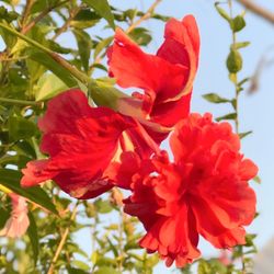 Close-up of red hibiscus blooming outdoors