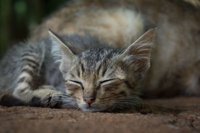 Close-up of cat sleeping on ground