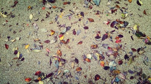 Pebbles on shore