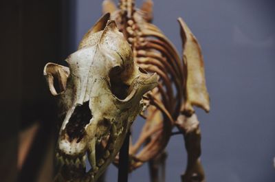 Close-up of animal skull