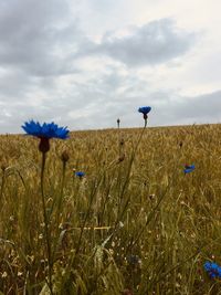 Scenic view of wheat field against cloudy sky