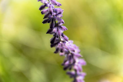 Close-up of purple flowering plant