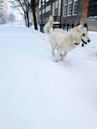 Dog walking on snow covered landscape