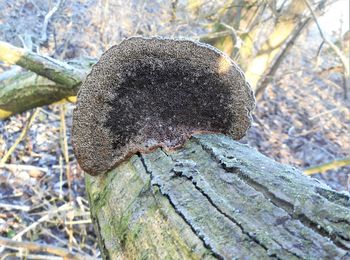 Close-up of mushroom on tree trunk