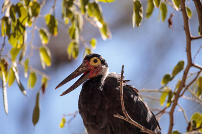 Close-up of bird perching on tree