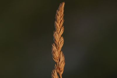 Close-up of stalks against the sky