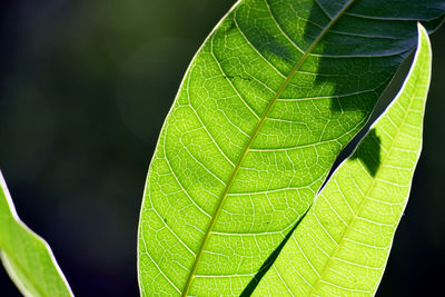 Close-up of green leaves