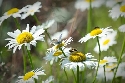 Close-up of bee pollinating on flower