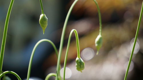 Close-up of plants growing outdoors