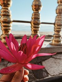 Close-up of pink flowering plant against sky