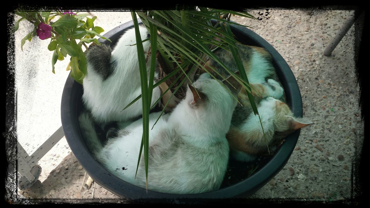 transfer print, auto post production filter, animal themes, bird, wildlife, high angle view, animals in the wild, close-up, one animal, plant, potted plant, indoors, day, no people, leaf, nature, water, pond, growth