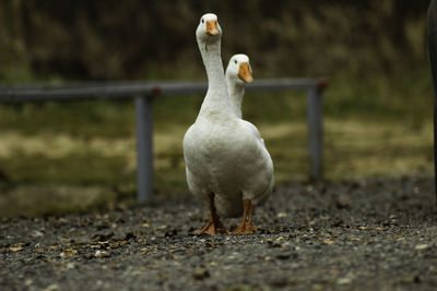 View of a bird on field