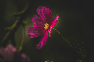 Close-up of pink cosmos flower