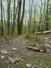 Trees in forest