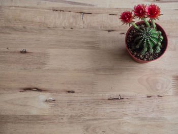 High angle view of potted plants on table