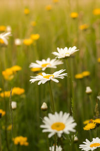 Close-up of white daisy flowers