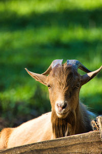 Close-up of goat