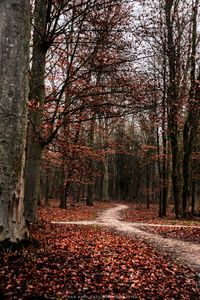 Trees in forest during autumn