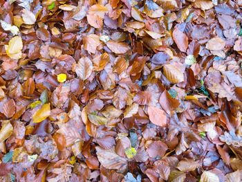 Full frame shot of autumn leaves