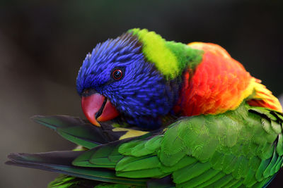 Close-up of a rainbow lorikeet 