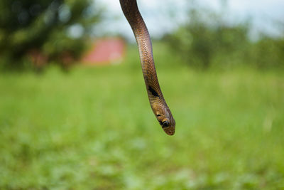 Close-up of a lizard on leaf
