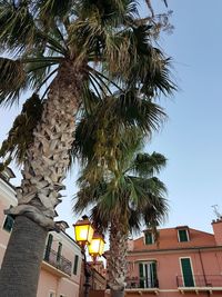 Low angle view of tree against sky