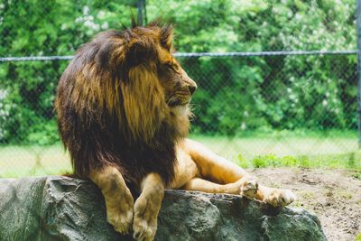 Lion sitting in zoo