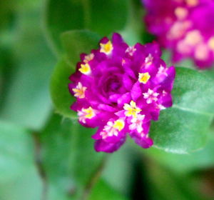 Close-up of pink flowers