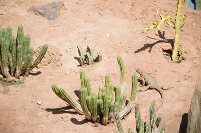 High angle view of succulent plant on field
