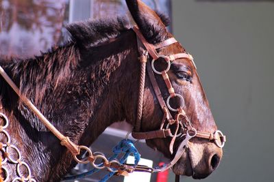 Close-up of horse standing outdoors