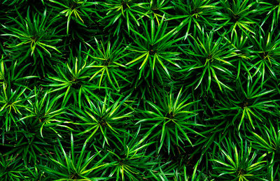 Full frame shot of plants