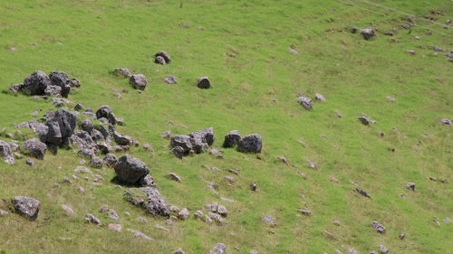 Scenic view of grassy field