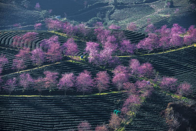 High angle view of illuminated trees on field