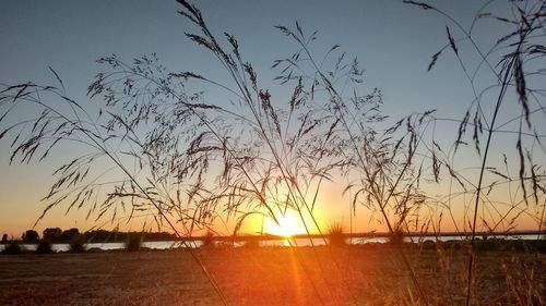 Silhouette trees on beach against sky during sunset