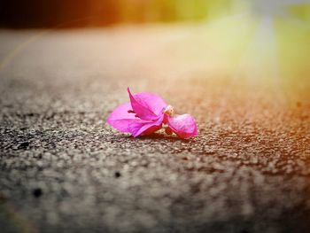 Close-up of pink flower