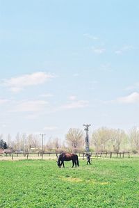 Cows grazing on grassy field