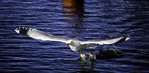 Seagull flying over lake