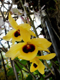 Close-up of yellow flower