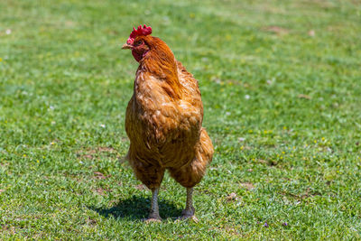 Rooster on field
