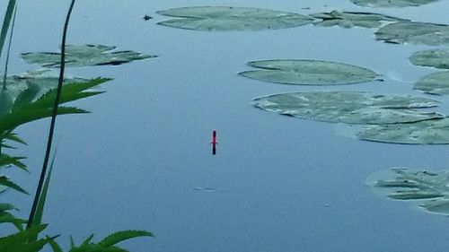 Leaves floating on water