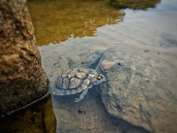 High angle view of crab on beach